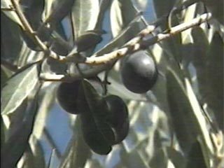 Foto oliva